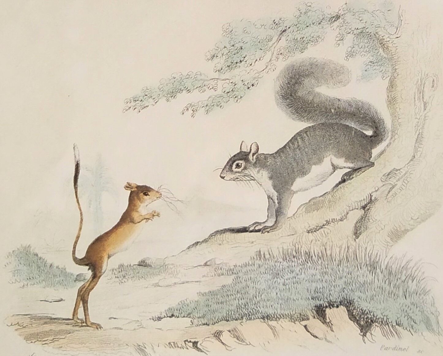 Original zoological plank " sarigues - gerboise - little grey " buffon 1838