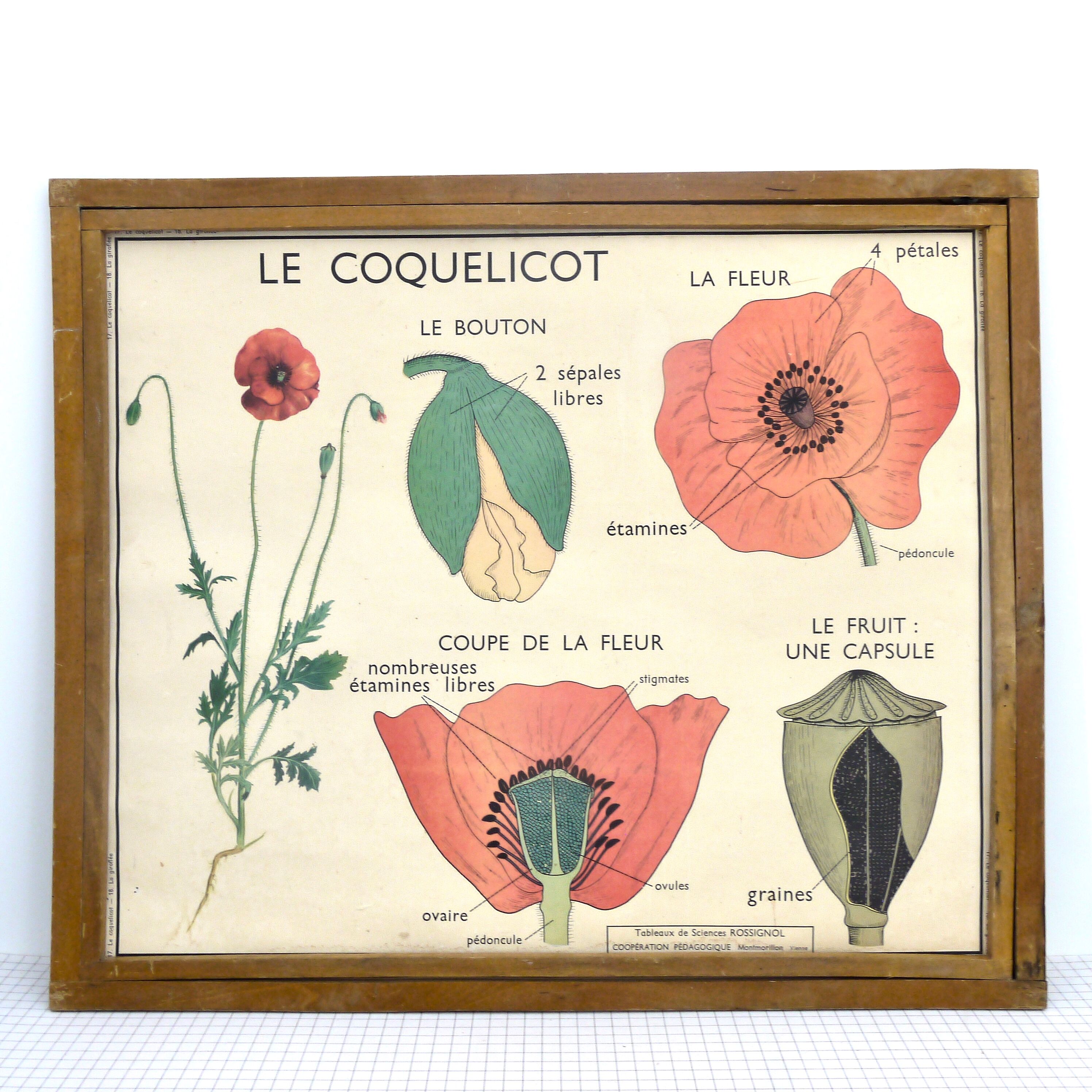 Educational poster the wallflower and poppy