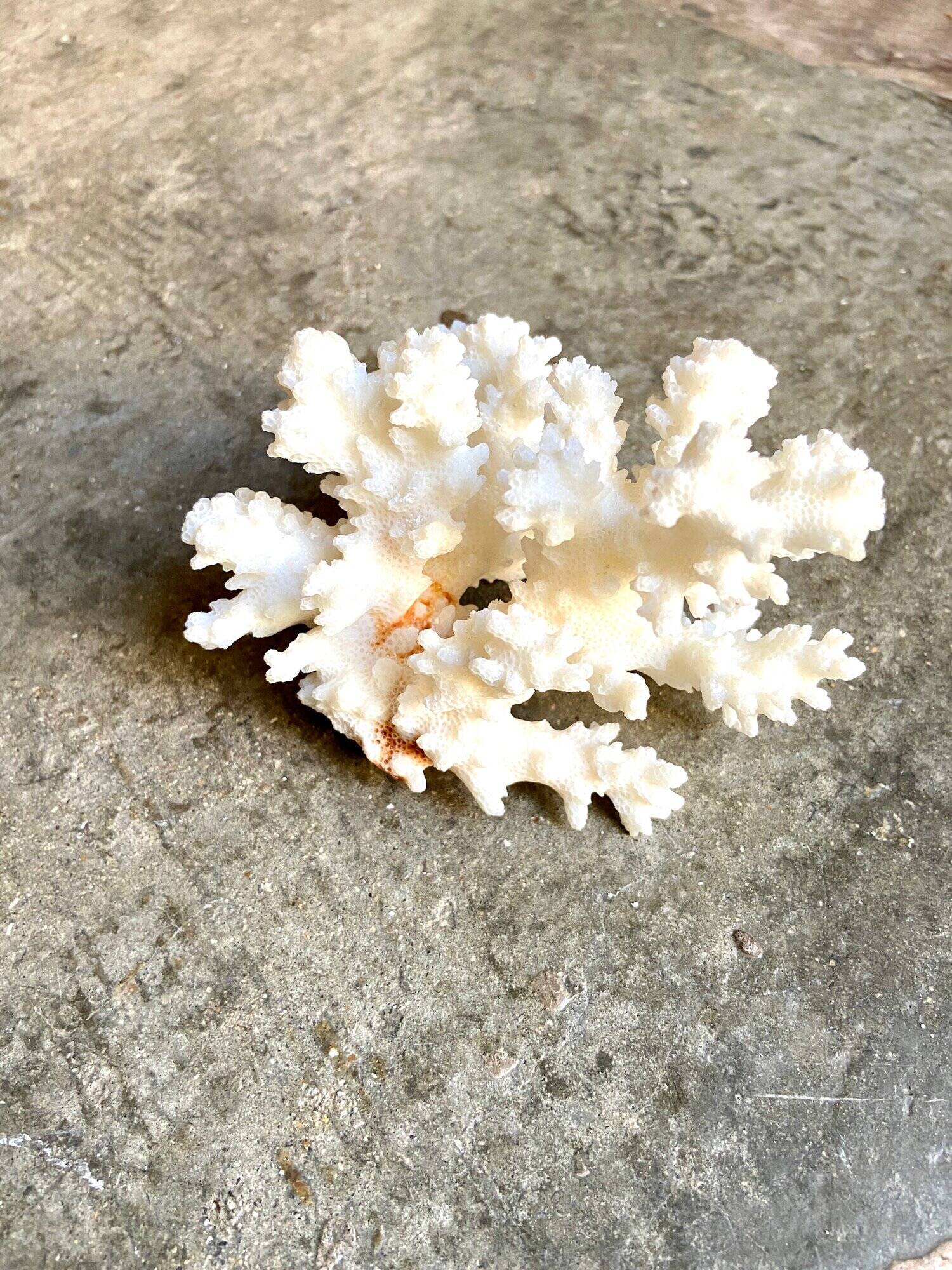 Acropora, corail blanc