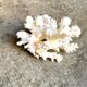 Acropora, corail blanc