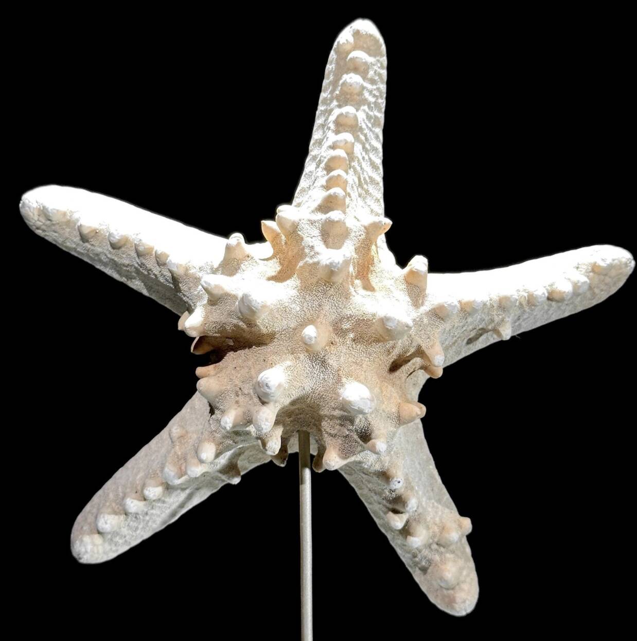 Starfish Protoreaster nodosus on a base