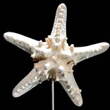 Protoreaster nodosus starfish on base