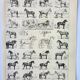 Gravure ancienne 1898, Chevaux , race, anatomie, course • Lithographie, Planche originale