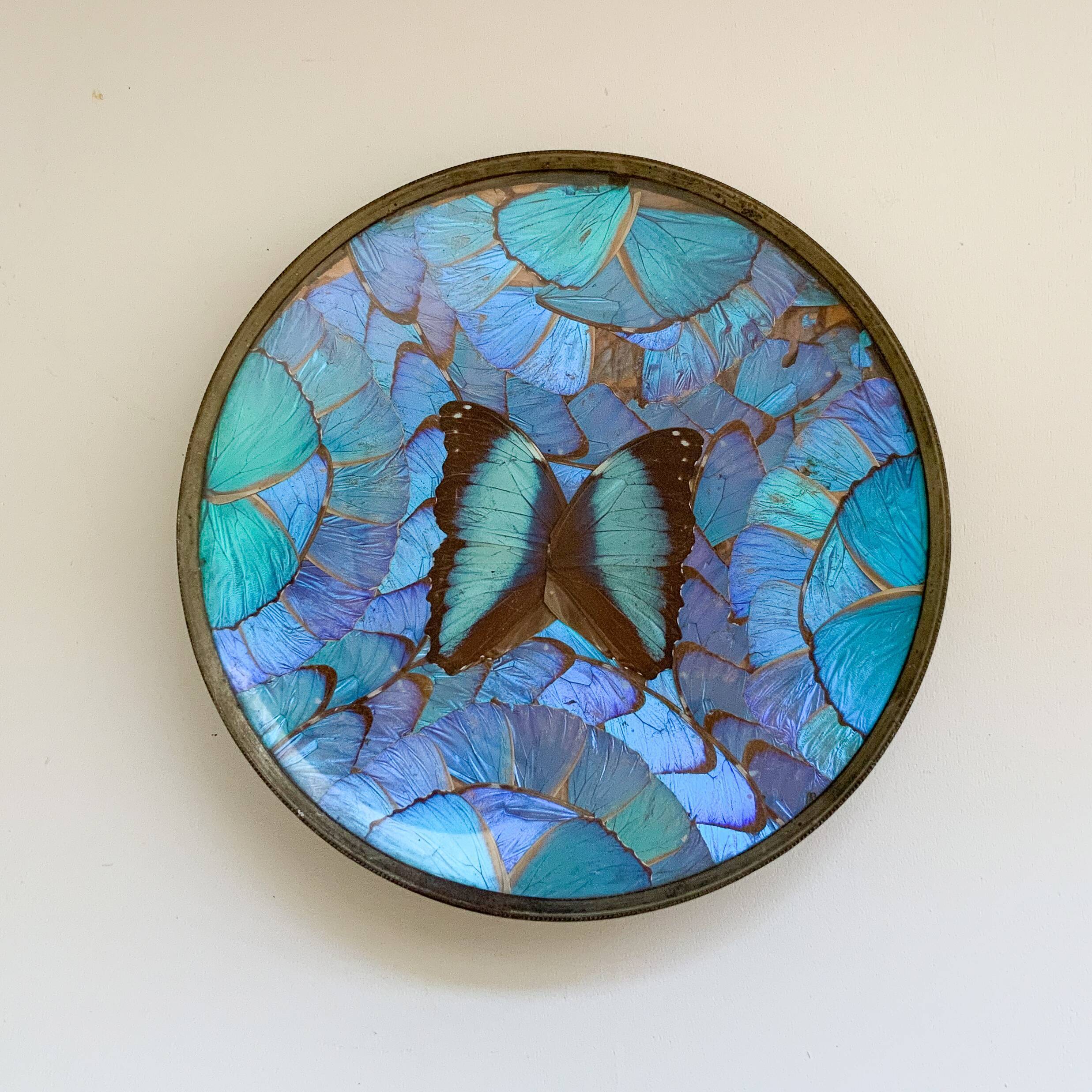 Dish - Butterfly wings under glass