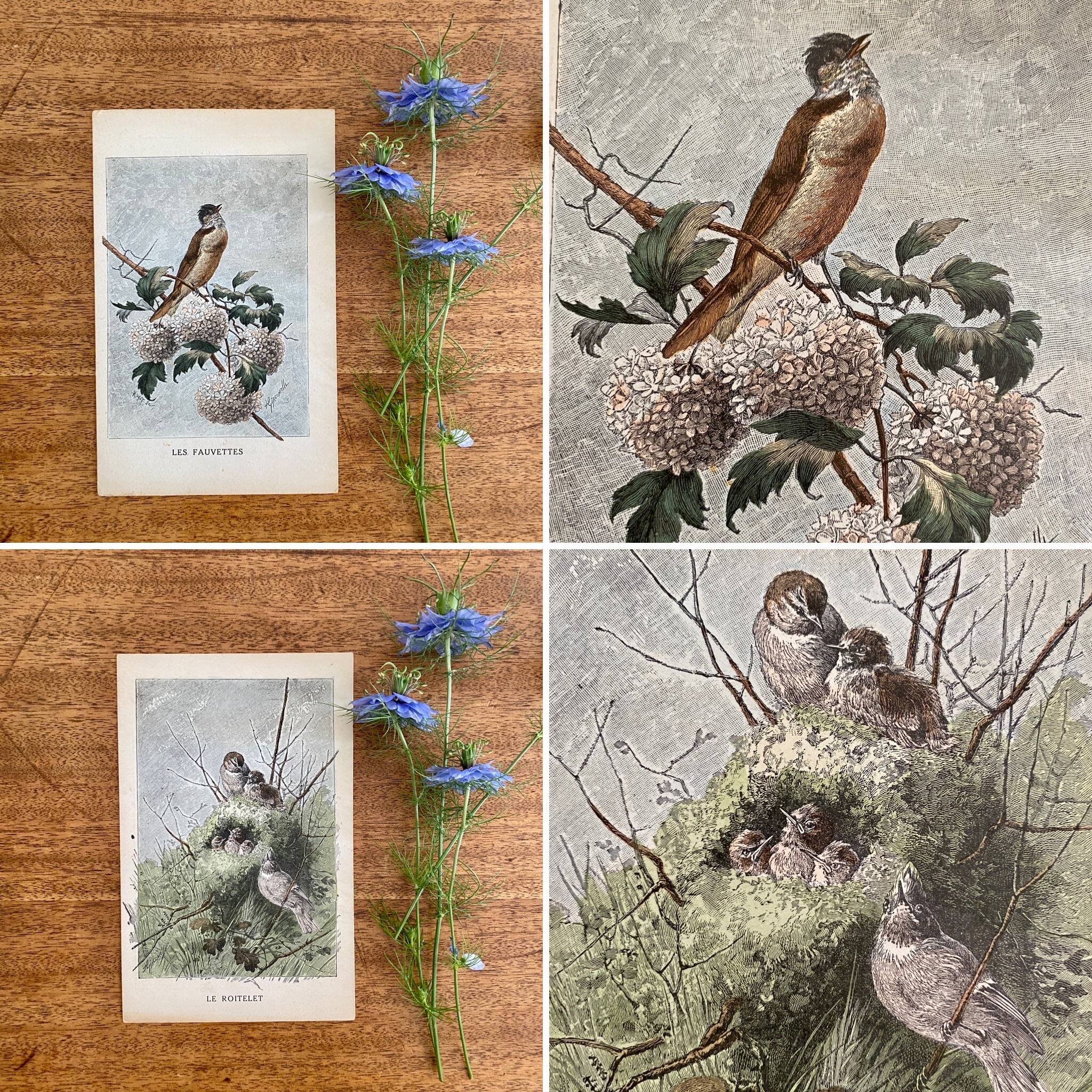 Old bird engraving - Giacomelli and Huyot - LE ROITELET