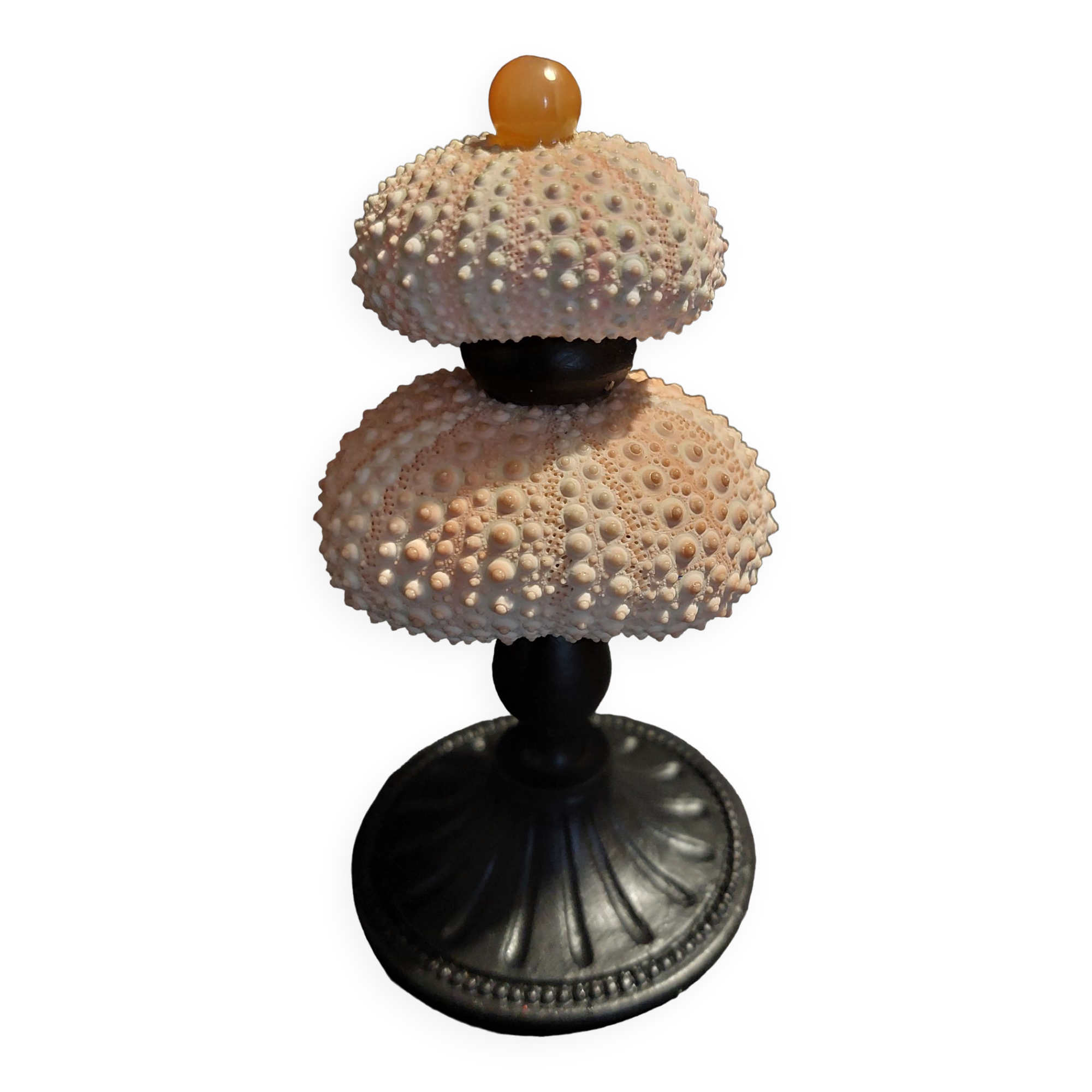 Cabinet of Curiosities sea urchins paracentrotus lividus on pedestal