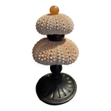 Cabinet of Curiosities sea urchins paracentrotus lividus on pedestal