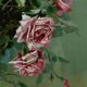 Paire de tableaux de roses- circa 1900
