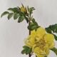 Botanical board x3