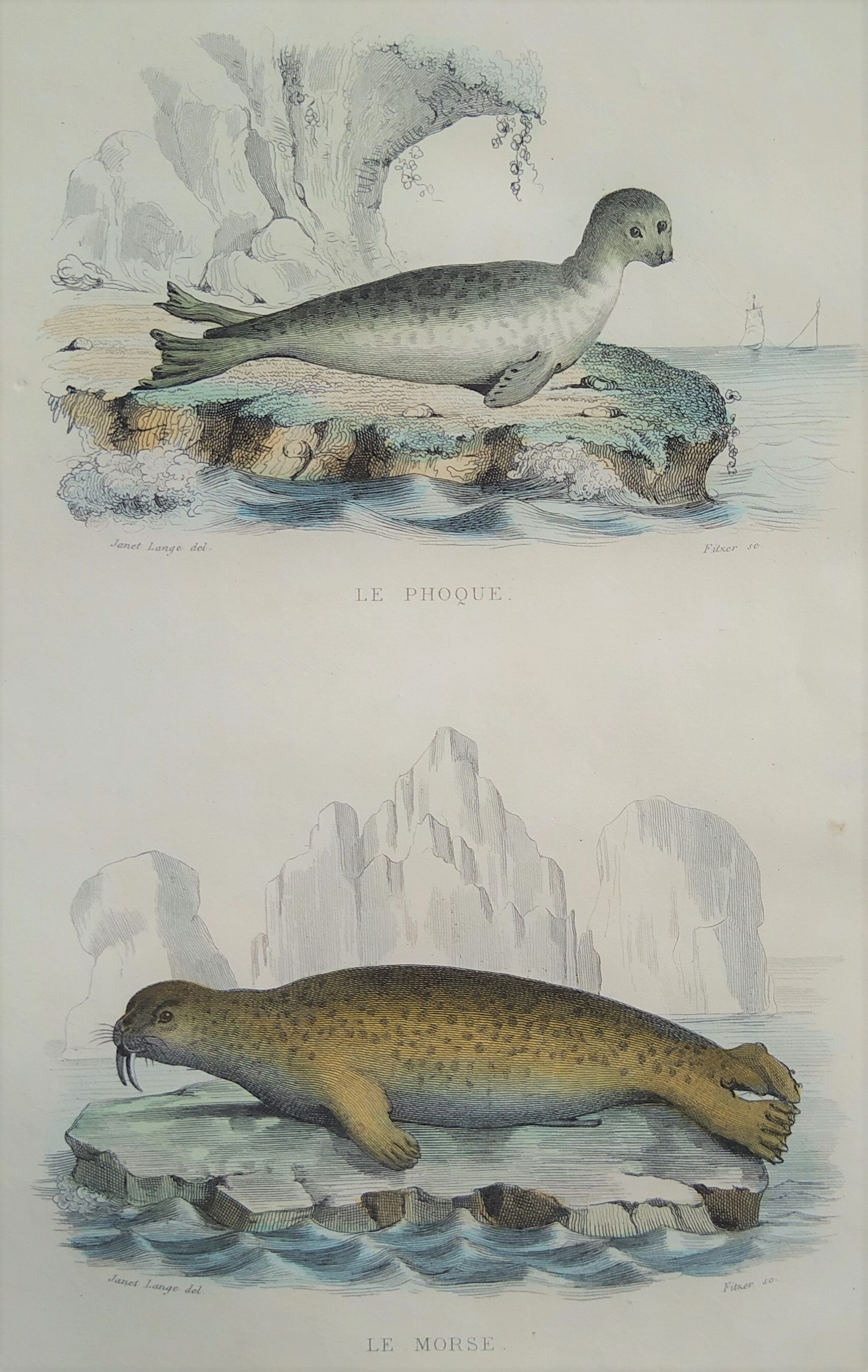 Original zoological board " seal & morse " - buffon 1840