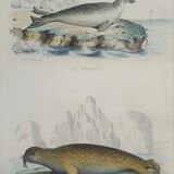 Original zoological board " seal & morse " - buffon 1840