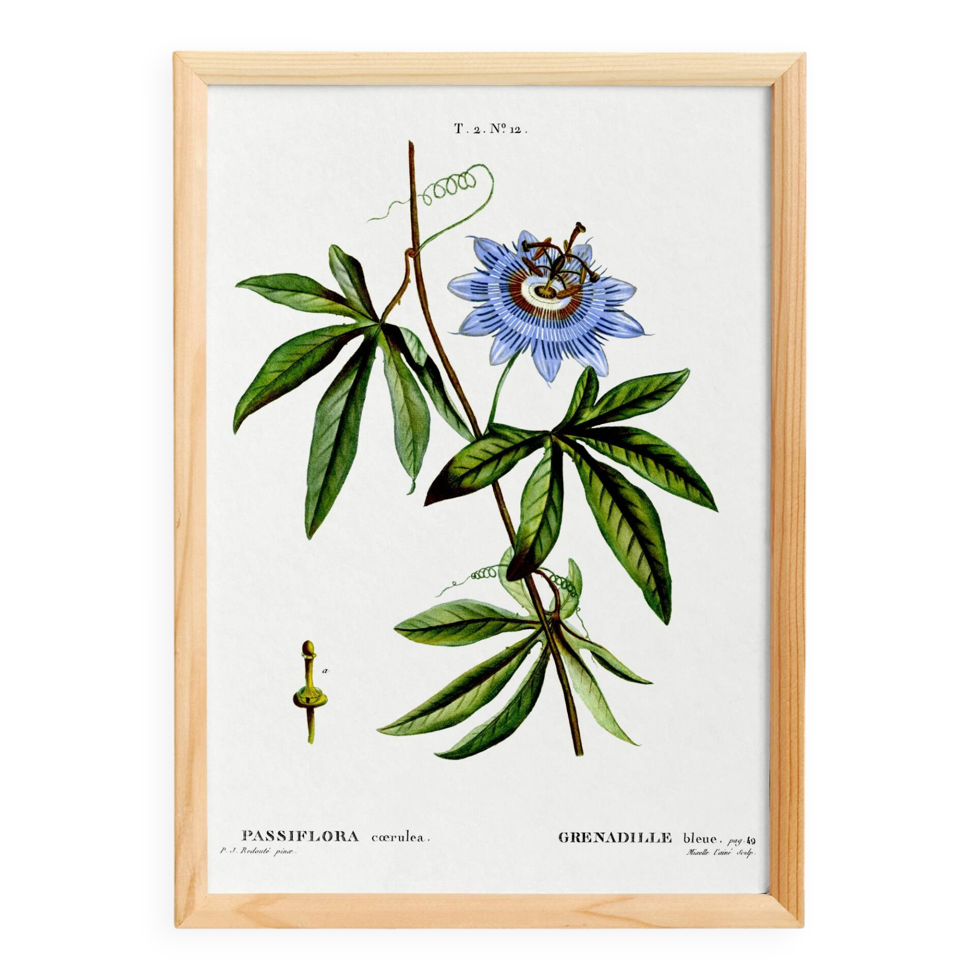 Botanical poster of Blue Passionflower, after an old engraving
