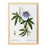 Botanical poster of Blue Passionflower, after an old engraving