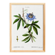 Affiche botanique sur Passiflore bleue, d’après une gravure ancienne