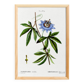 Botanical poster of Blue Passionflower, after an old engraving