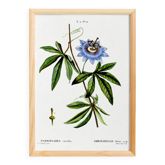 Botanical poster of Blue Passionflower, after an old engraving