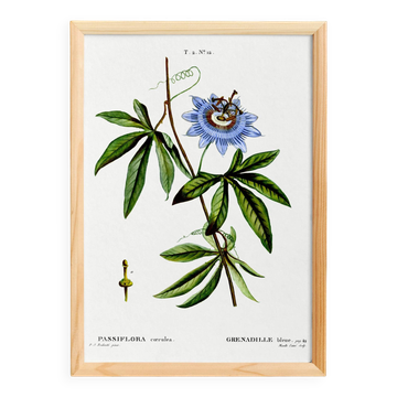 Botanical poster of Blue Passionflower, after an old engraving