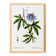 Affiche botanique sur Passiflore bleue, d’après une gravure ancienne