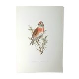 Melodious linnet board