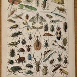 Lithograph of insects - 1900
