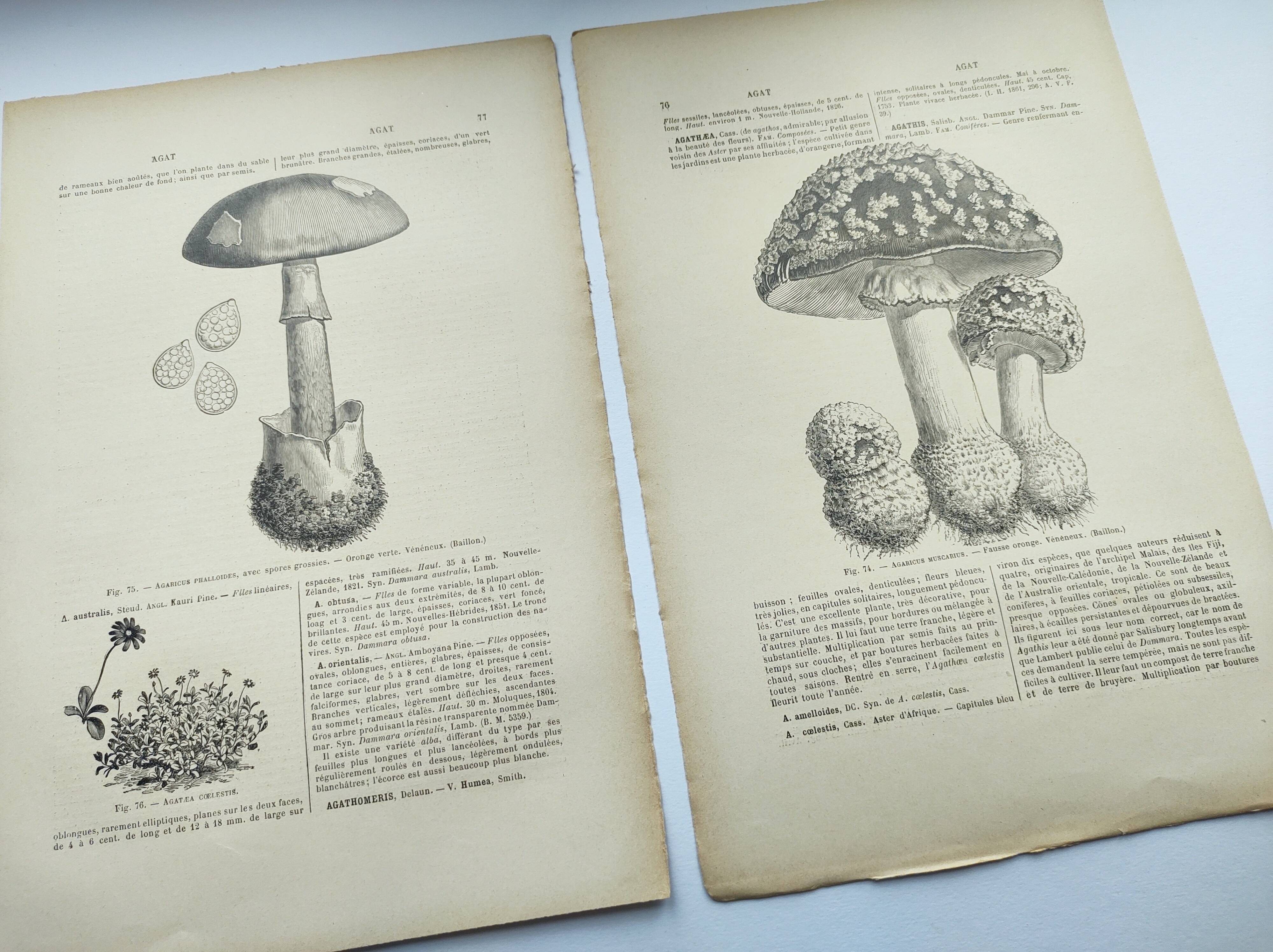 Botanical engraving from 1897 - Set of 2 Mushroom plates (1) - Plate of old lithographs