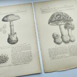 Botanical engraving from 1897 - Set of 2 Mushroom plates (1) - Plate of old lithographs
