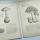 Botanical engraving from 1897 - Set of 2 Mushroom plates (1) - Plate of old lithographs