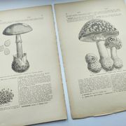 Botanical engraving from 1897 - Set of 2 Mushroom plates (1) - Plate of old lithographs