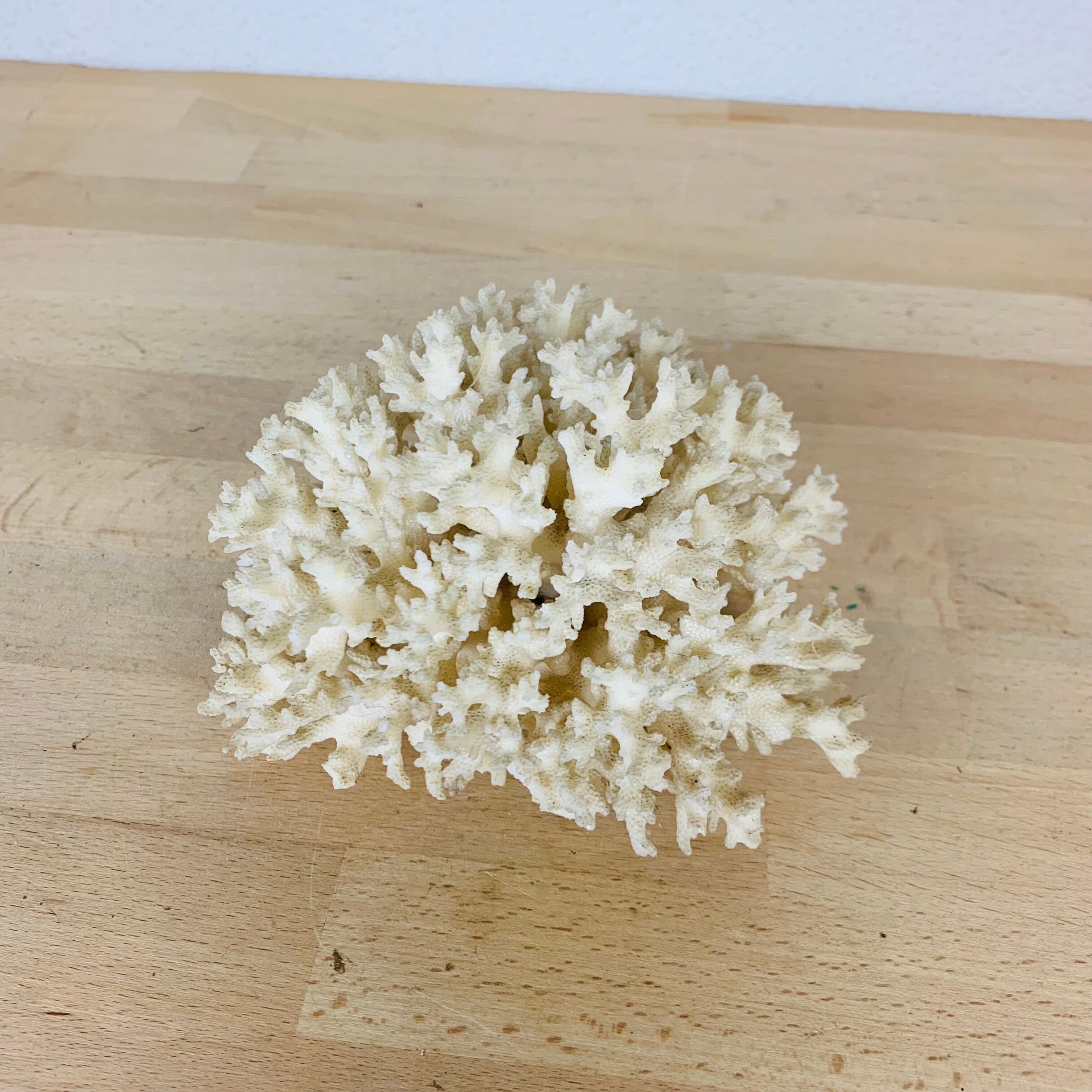 Natural old white coral 15 cm