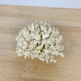 Natural old white coral 15 cm