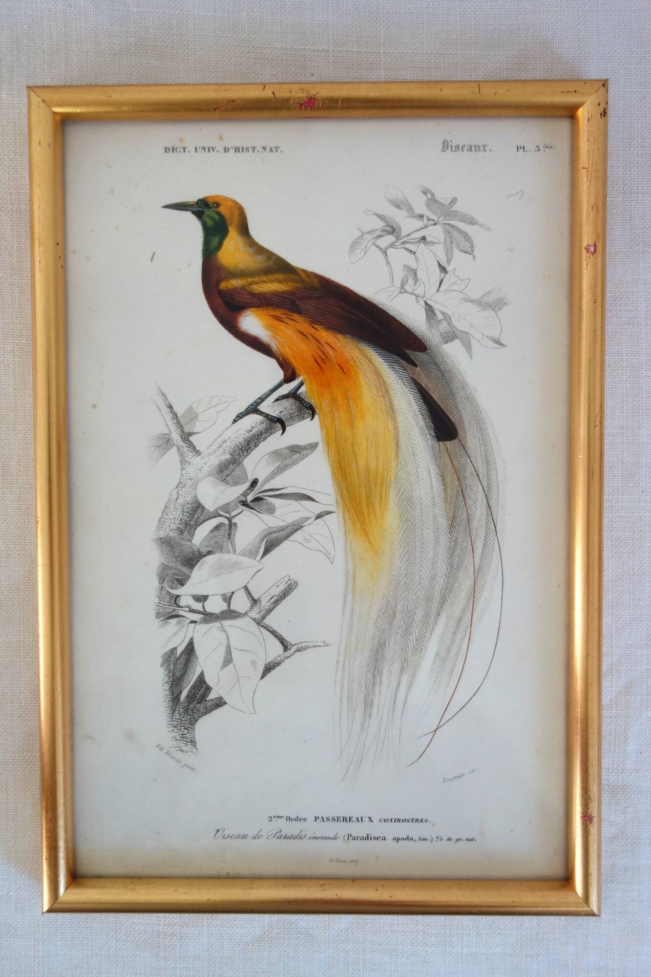 5 framed antique bird engravings