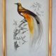 5 framed antique bird engravings