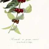 Poster about the parakeet, based on an old engraving from 1842.