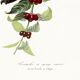Poster about the parakeet, based on an old engraving from 1842.