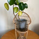 Emmanuelle vintage rattan plant holder