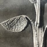 Original heliogravure 1942 n.90, Karl Blossfeldt