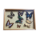 Butterfly box