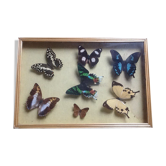Butterfly box
