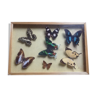 Butterfly box