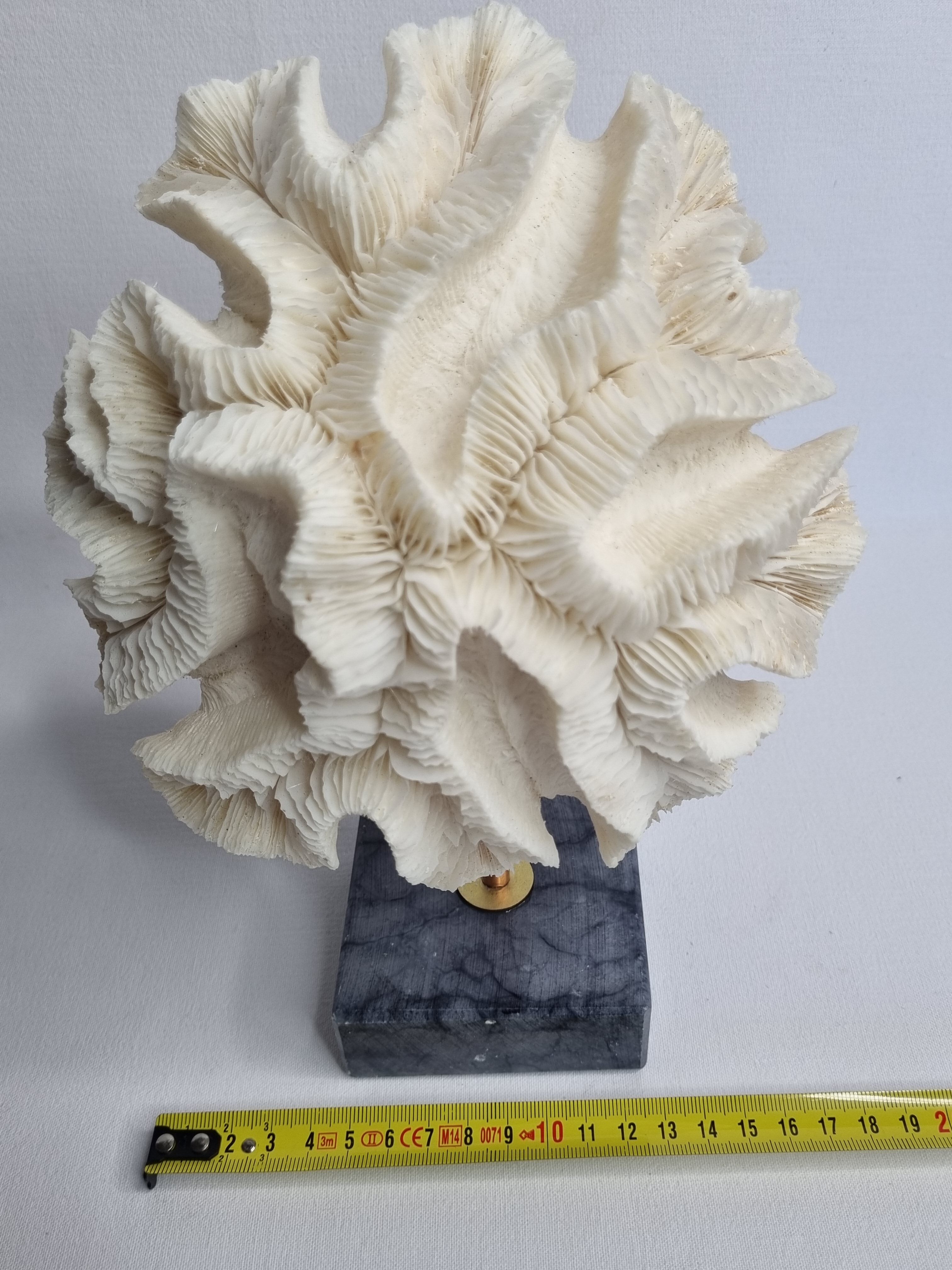 Old white coral "méandrine" on marble base, 25 cm