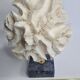 Old white coral "méandrine" on marble base, 25 cm