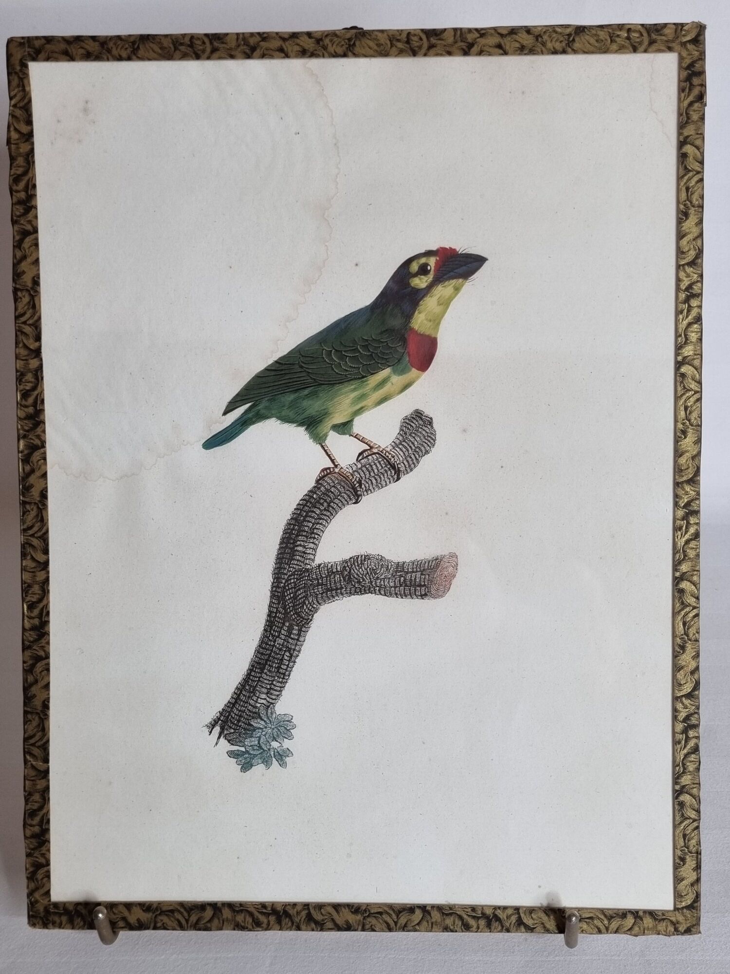 Original engraving of the early nineteenth century, Bearded with red plastron after Jacques Barraband (1806)