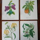 Set of 4 botanical posters