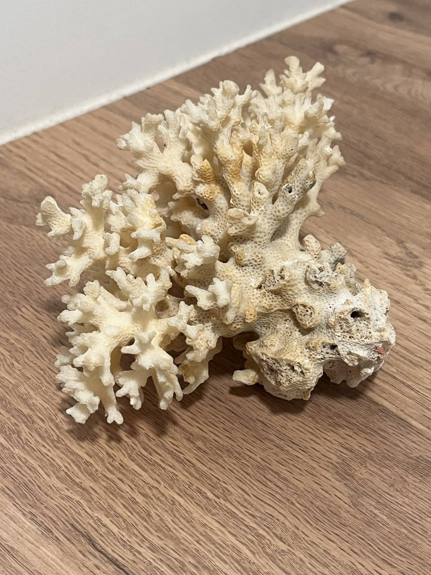 Ancient coral