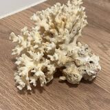 Ancient coral