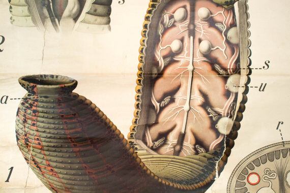 Poster of the 20th century Paul Pfurtscheller Zoological "leech" 1912