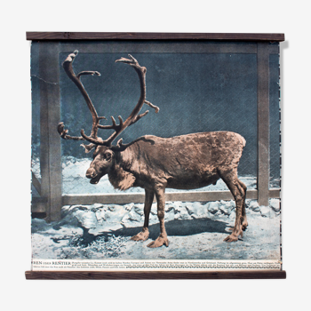 Displays educational reindeer 1916