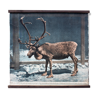 Displays educational reindeer 1916