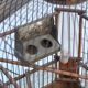Old bird cage