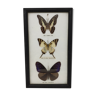 Frame with 3 naturalized butterflies